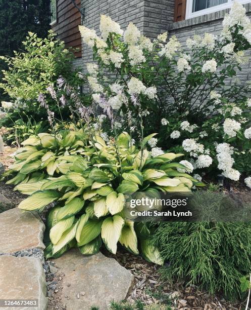 beautiful flower and rock garden - hosta stock pictures, royalty-free photos & images