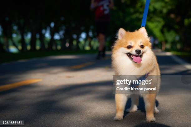 cute pomeranian dog walking in the park . - pomeranian bildbanksfoton och bilder