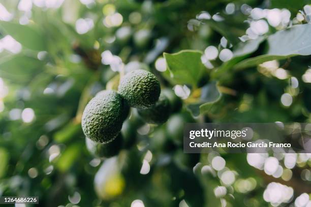 hass avocados growing in the tree - arboleda fotografías e imágenes de stock