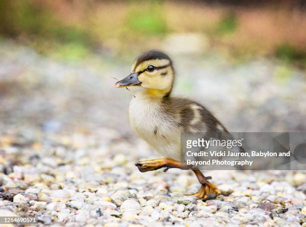 adorable duckling with leg up on the run - mallard duck stock-fotos und bilder