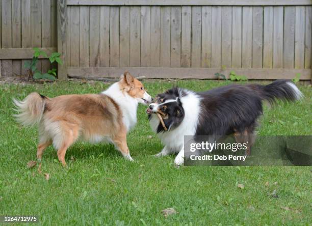 two dogs playing with a stick - dog fighting stock pictures, royalty-free photos & images