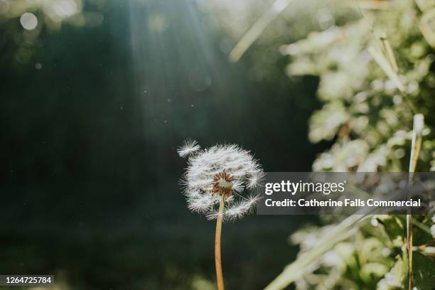 single dandelion - dandelion stock pictures, royalty-free photos & images