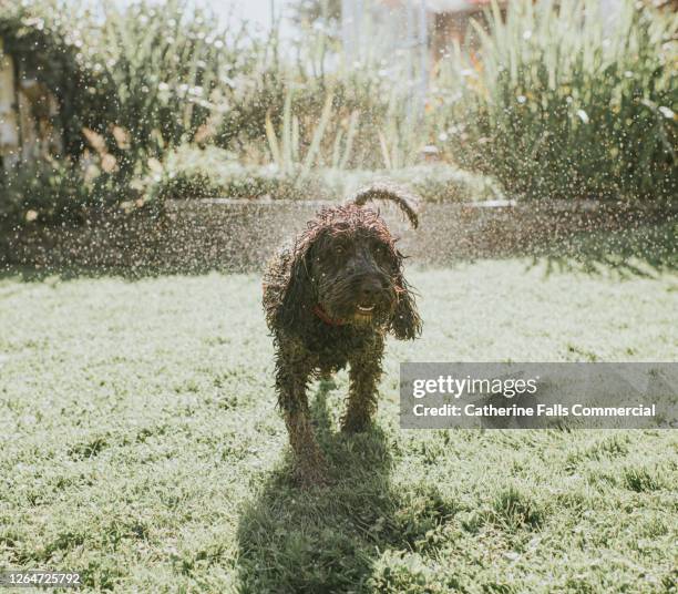 wet brown cockapoo dog shaking - dirty dog shaking stock pictures, royalty-free photos & images