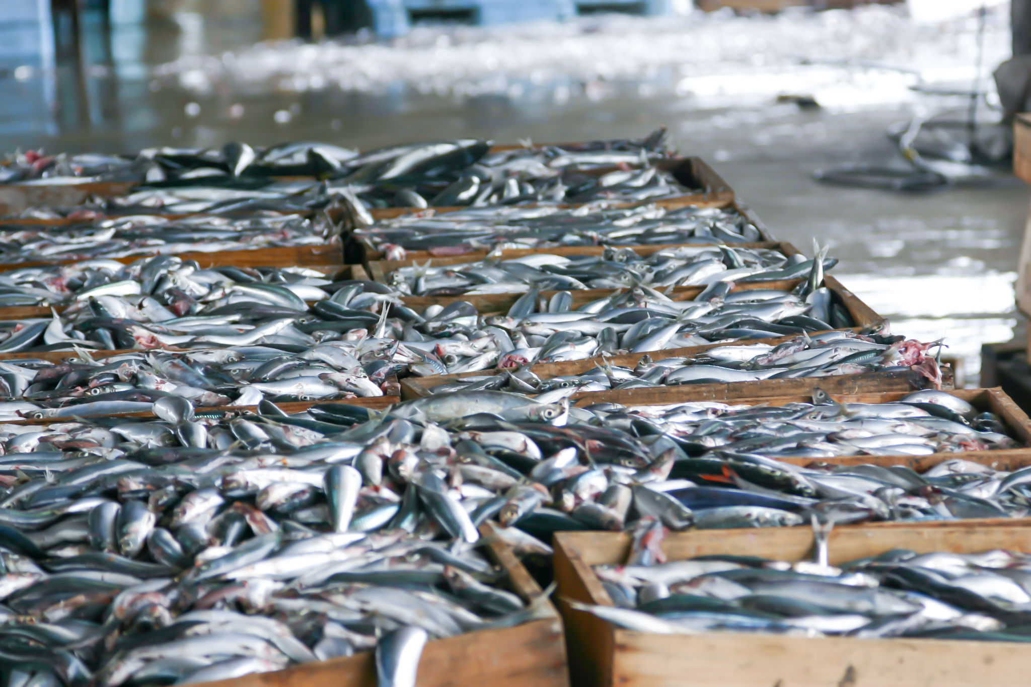 kagoshima fishing