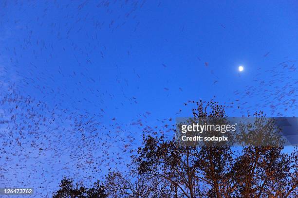 vogelschwarm stare (sturnus vulgaris) - vogelschwarm stock pictures, royalty-free photos & images