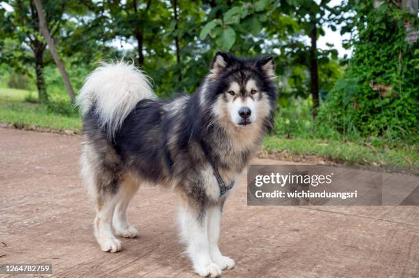 alaskan malamute dogs in khao kho district, thailand - malamute stock-fotos und bilder