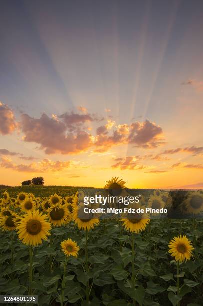 sunflower field, briviesca, burgos, spain. - helianthus stock pictures, royalty-free photos & images