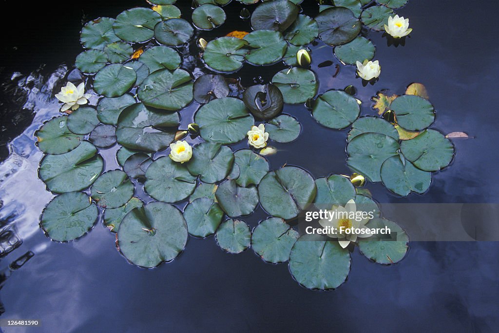 Close up of Lily pads, Huntington Gardens