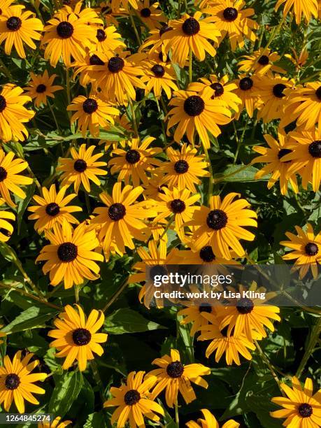 black-eyed susan wildflowers - black eyed susan stock pictures, royalty-free photos & images