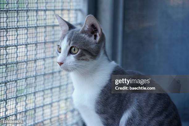 katze in einem tierheim - animal rescue stock pictures, royalty-free photos & images