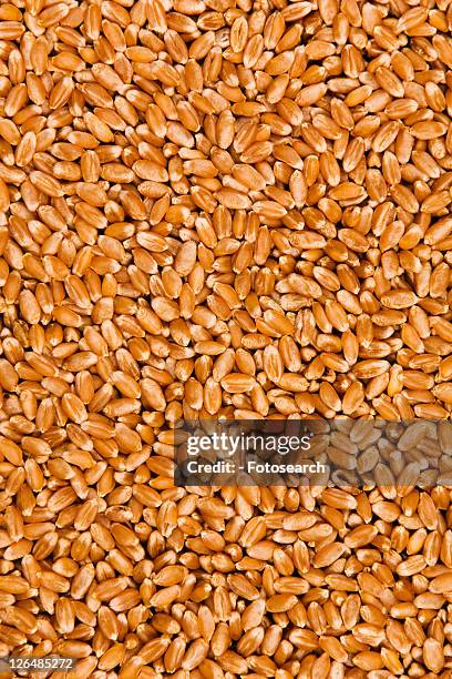 weizenkorn, agriculture, agroindustry, alfred, aliment, background - aliment stock pictures, royalty-free photos & images