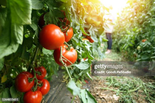 potager - tomates photos et images de collection