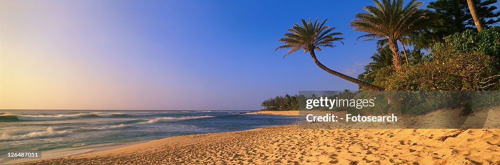 Panoramic view of palm trees and North Shore beach