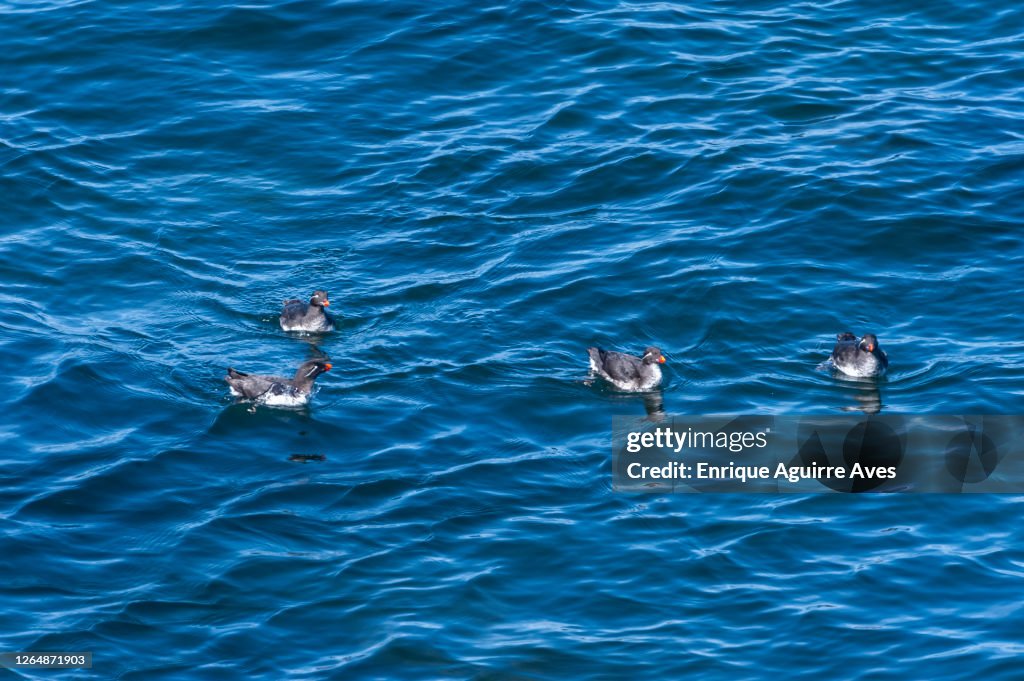 Parakeet auklet (Aethia psittacula)