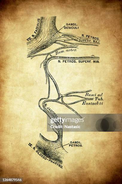 ilustraciones, imágenes clip art, dibujos animados e iconos de stock de el plexo timpánico. - pediment