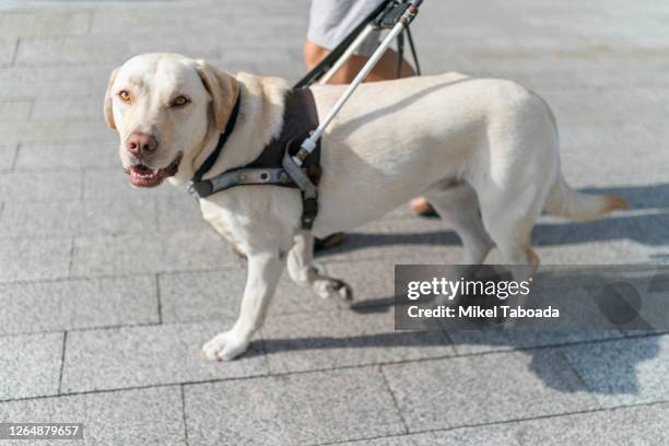 guide dog looking to camera - blind man stockfoto's en -beelden