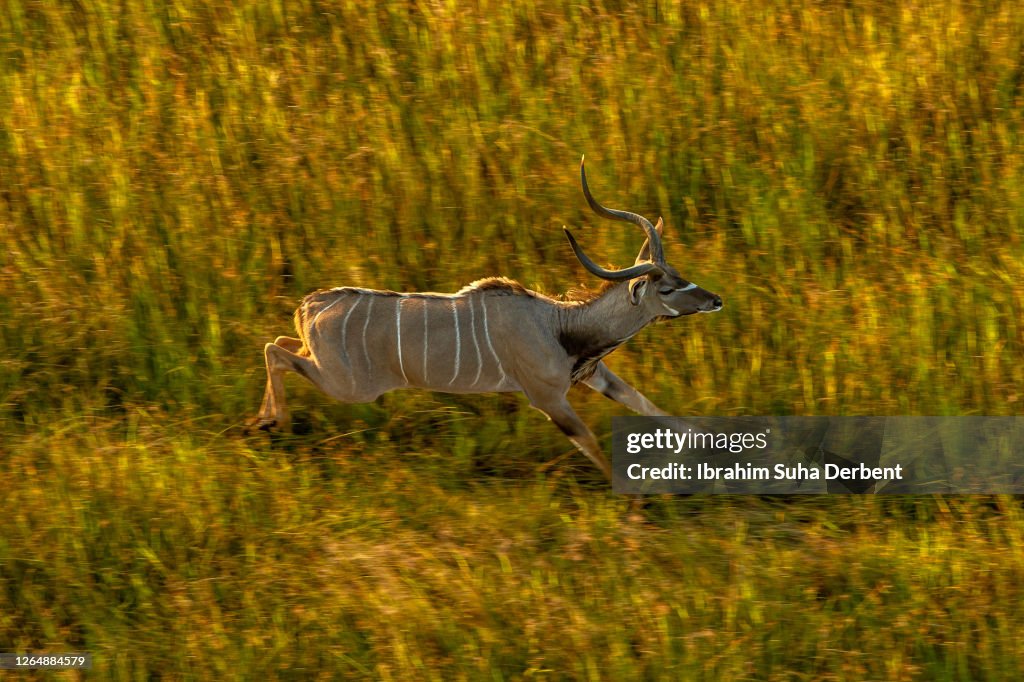 The aerial view scenery of male greater kudu (tragelaphus strepsiceros) running through the watery grass area of Okavango Delta, Botswana
