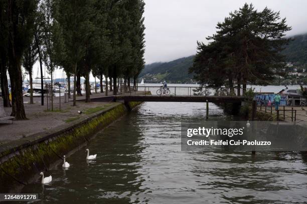 swan at lakeside of biel, canton bern, switzerland - berne canton fotografías e imágenes de stock