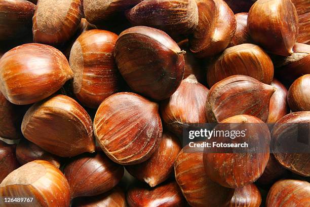 brown, close, chestnut, castanea, alfred - alfred chestnut stock pictures, royalty-free photos & images