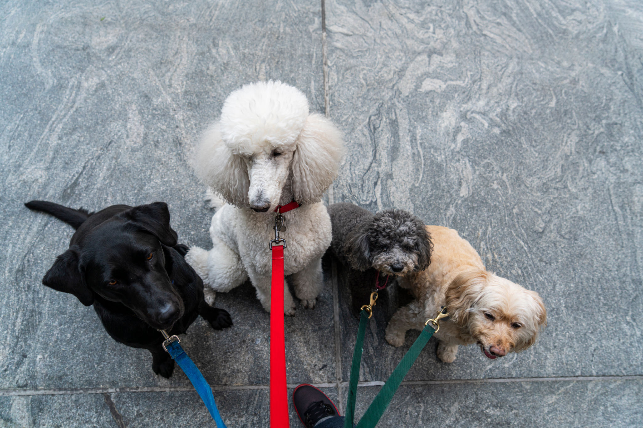 dog walker selection