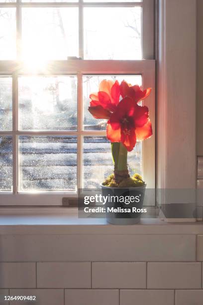 potted amaryllis flowers on a window sill - belladonna stock pictures, royalty-free photos & images