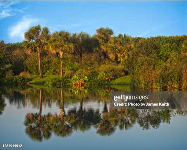 a peaceful view of a florida wetland. - palmetto florida stock pictures, royalty-free photos & images