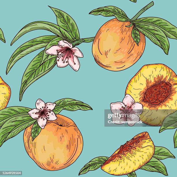 vintage peach fruit tree blossom seamless pattern - peach tree stock illustrations