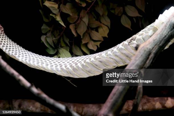 king cobra shed snake skin - peau de serpent photos et images de collection