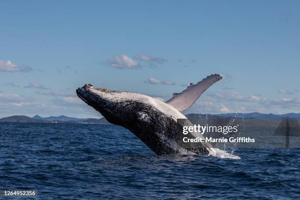 whale breaching series - breaching stock pictures, royalty-free photos & images