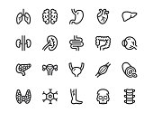 Human internal organ line icon. Minimal vector illustration with simple outline icons as lung, heart, stomach, bone, brain, kidney, skull and other anatomy parts. Editable Stroke. Pixel Perfect
