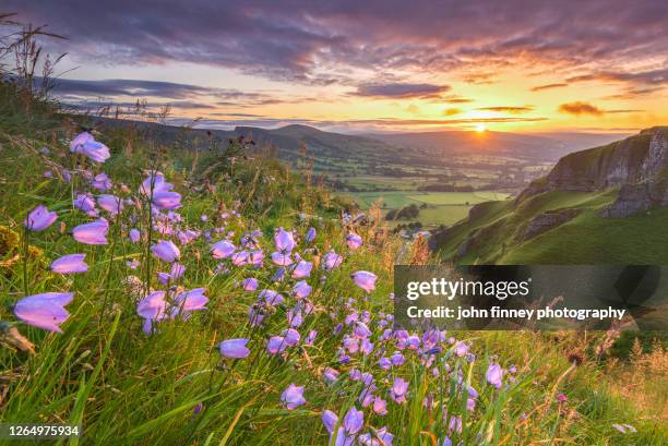 harebells at sunrise, castleton, derbyshire, peak district. uk - the bigger picture expressão inglesa imagens e fotografias de stock