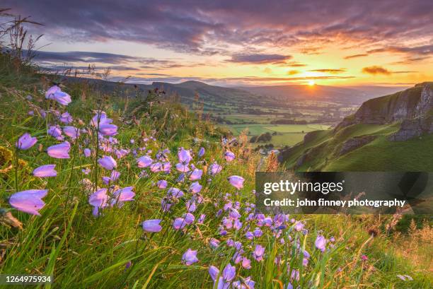harebells at sunrise, castleton, derbyshire, peak district. uk - peak district national park bildbanksfoton och bilder