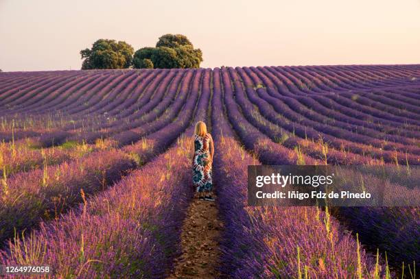 lavender fields in brihuega, guadalajara, spain. - lavender field stock pictures, royalty-free photos & images