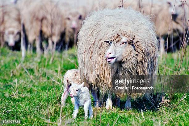 weide, agriculture, animal breeding, easter, farm animal, frank - osterlamm stock pictures, royalty-free photos & images