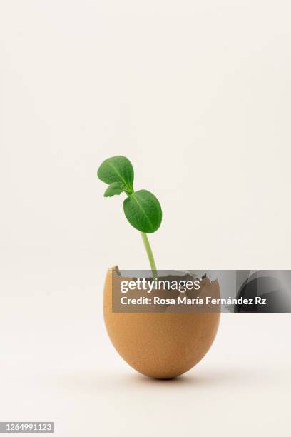 seedling plant of  pumpkin growing from a eggshell on white background. - germinating stock pictures, royalty-free photos & images