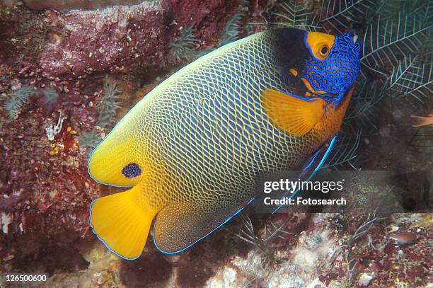 painted angelfish (pomacanthus xanthometopon), superb profile of fish swimming diagonally showing all markings, sipadan, mabul, - pomacanthus xanthometopon stock pictures, royalty-free photos & images