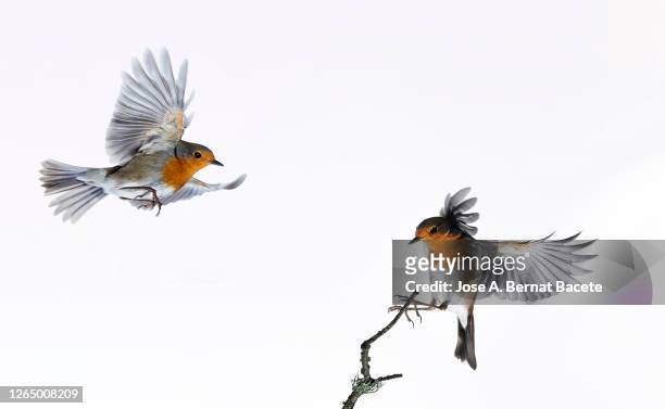 close-up of robin (erithacus rubecula), in flight on a white background. - robin stock-fotos und bilder