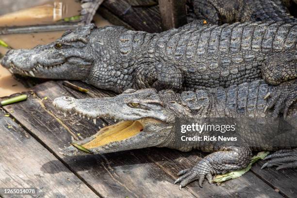 captive bred crocodiles in cambodia - crocodile stock pictures, royalty-free photos & images