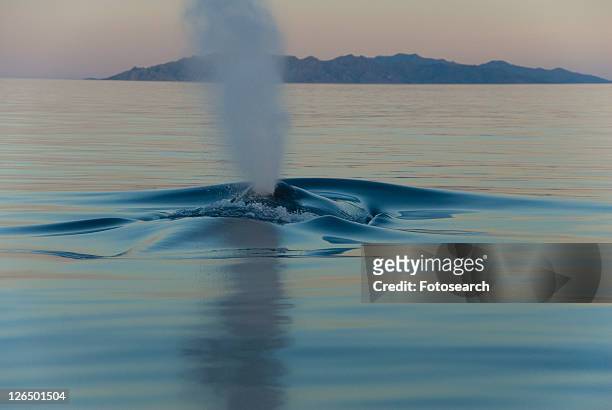 blue whale (balaenoptera musculus). in the early light and silky sea a gentle blue whale barely makes a ripple. gulf of california. - blåshål djurkroppsdel bildbanksfoton och bilder