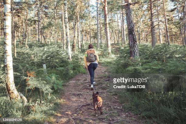 no better adventure buddy - woodland path stock pictures, royalty-free photos & images