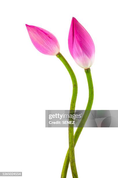 lotus flower bud - lotus flower studio stock pictures, royalty-free photos & images