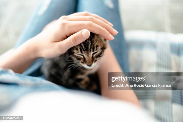 a young woman petting a kitten - cat eye woman stock pictures, royalty-free photos & images