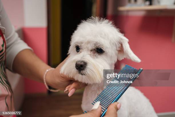 cane maltese nel salone della toelettatura - combing foto e immagini stock