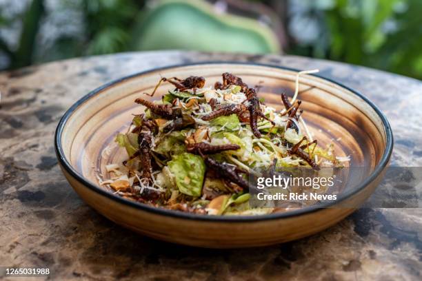 exotic salad prepared with crickets - inseto stock pictures, royalty-free photos & images