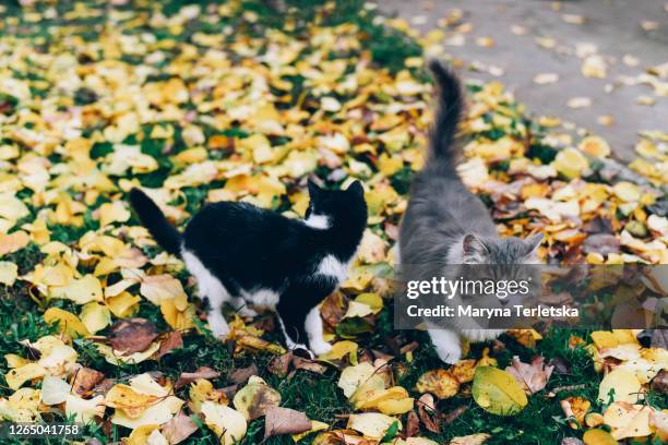 two cats on green grass with yellow leaves. - black cat green eyes stock pictures, royalty-free photos & images