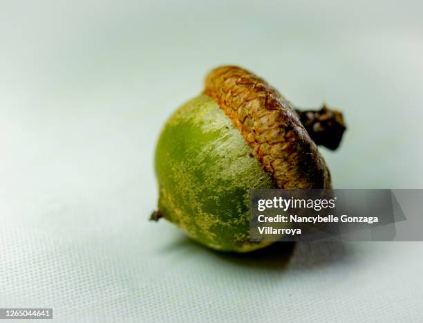 279 Acorn Macro Stock Photos, High-Res Pictures, and Images - Getty Images