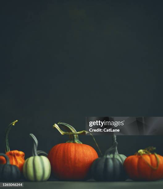 fundo de ação de graças de halloween com abóboras variadas - cabaça cucúrbita - fotografias e filmes do acervo