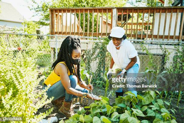 Women tending to vegetable beds while working on urban farm