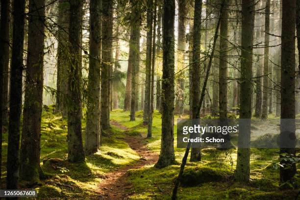 a narrow path through spruce forest in evening light with fog in summer - baum stock-fotos und bilder