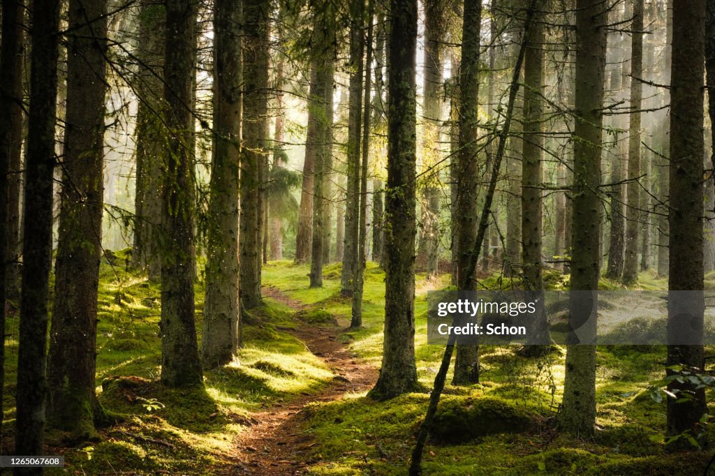 A narrow path through spruce forest in evening light with fog in summer